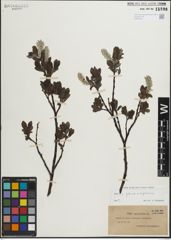 Foto von Salix glauca L. x Salix nigricans Sm.